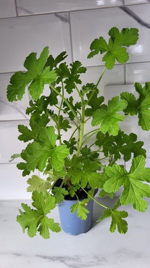 Geranium Lemon. Scented edible plant.