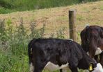 Hereford heifer calves
