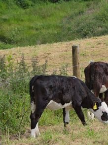 Hereford heifer calves