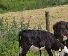 Hereford heifer calves