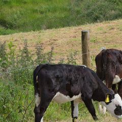 Hereford heifer calves