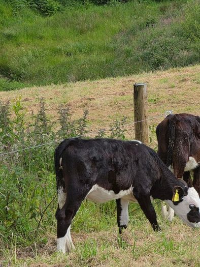 Hereford heifer calves