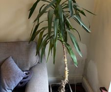 Potted plant