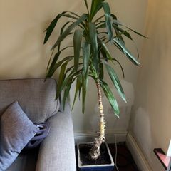 Potted plant