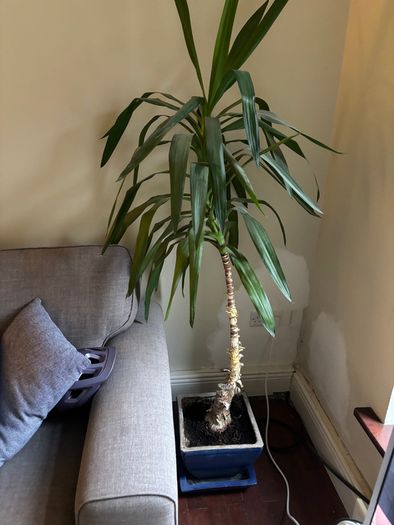 Potted plant