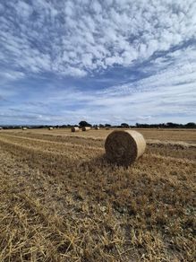 ## Wheaten Straw##