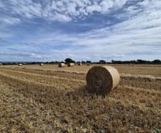 ## Wheaten Straw##