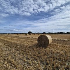 ## Wheaten Straw##