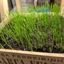 3 Tier planter Image 3