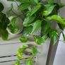 Trailing house plants.Mature and young. Image 4