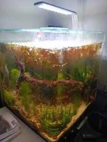60L Fully Cycled and Planted Aquarium