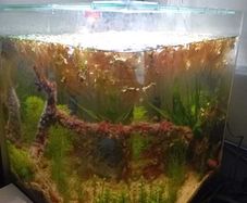 60L Fully Cycled and Planted Aquarium