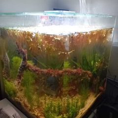 60L Fully Cycled and Planted Aquarium