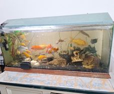 large fish tank (excl pump filter)