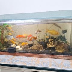 large fish tank (excl pump filter)