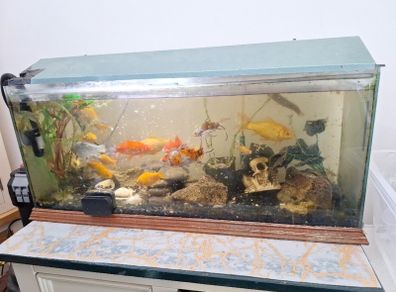 large fish tank (excl pump filter)