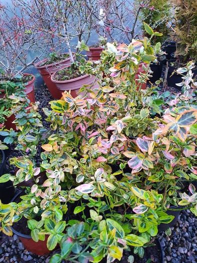 Large Plants and Shrubs