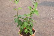 Lilac plant