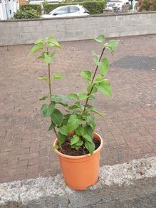 Lilac plant