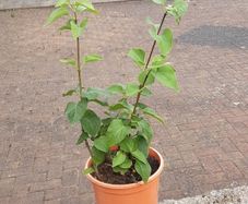 Lilac plant