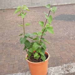 Lilac plant