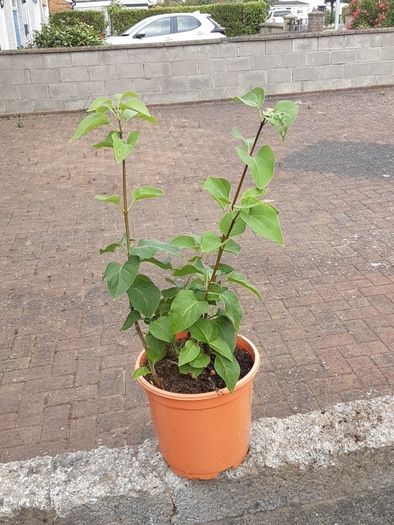 Lilac plant