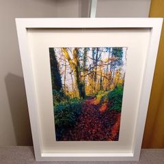 Glenbower Woods