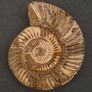 Fossilized prehistoric ammonite , With display case. Image 2