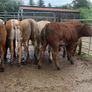 10 suckler bred heifers Image 8