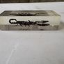 Vintage encapcilated scorpion in resin Image 4