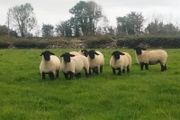 Suffolk Ewe Lambs