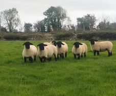 Suffolk Ewe Lambs