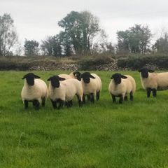 Suffolk Ewe Lambs