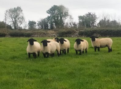 Suffolk Ewe Lambs