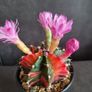 Blooming variegated gymnocalycium mihanovichii cactus Image 3
