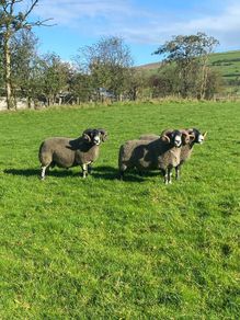 3 Lanark Shearlings For Sale!!
