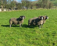 3 Lanark Shearlings For Sale!!