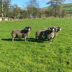 3 Lanark Shearlings For Sale!!