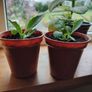 Houseplant Mother of Thousands Image 3