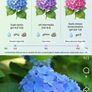 Matured Hydrangea macrophylla plants Image 5