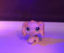 Littlest pet shop