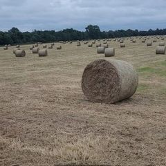 Bales of hay