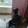 Labrador Bookends Image 3