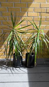 Dracaena Marginata / Dragon Tree