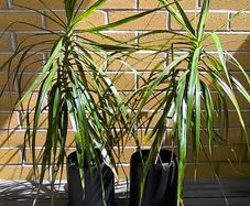 Dracaena Marginata / Dragon Tree