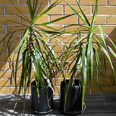 Dracaena Marginata / Dragon Tree