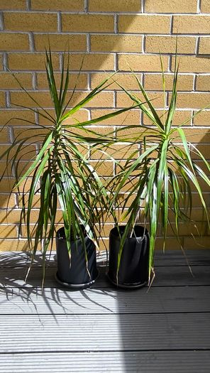 Dracaena Marginata / Dragon Tree