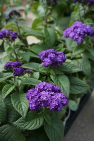 (H) Garden Heliotrope Marine seeds 0.05g (415236)