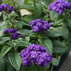 (H) Garden Heliotrope Marine seeds 0.05g (415236)