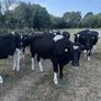 Bullocks Image 3